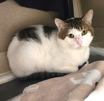 Meet Finn: A Gentle, Shy Kitty Looking for a Loving, Patient Home
